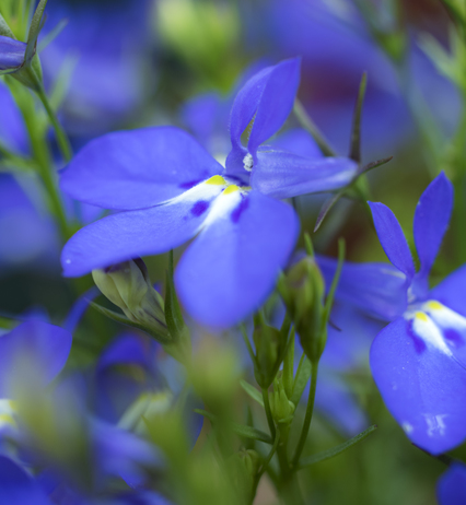 Fleurs bleues