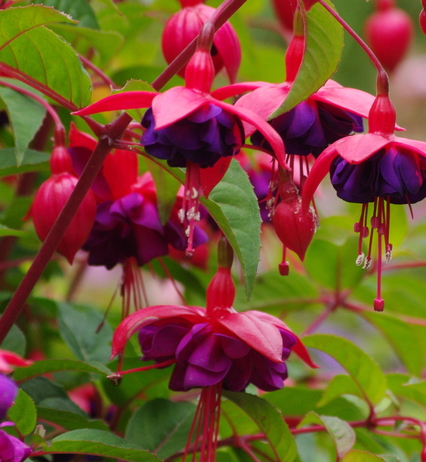 Fleurs roses