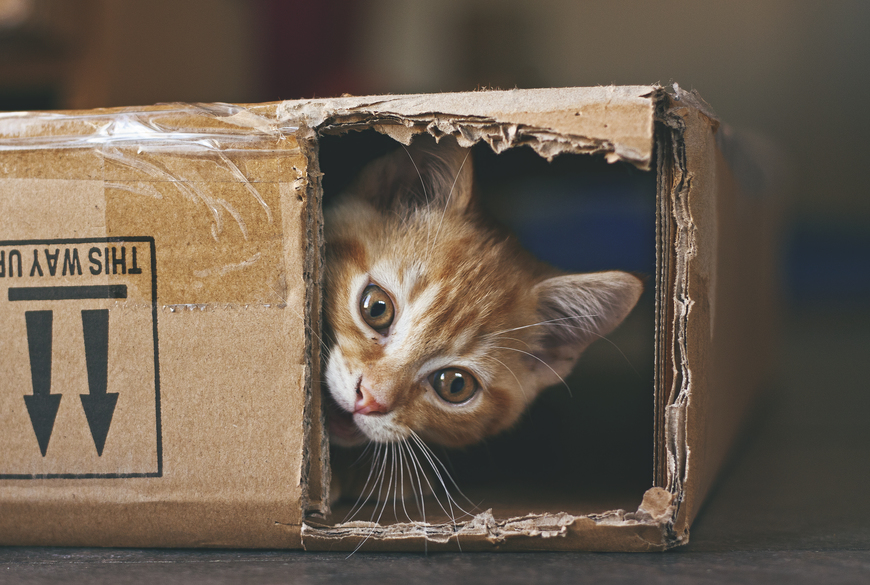 Chat dans une boîte en carton