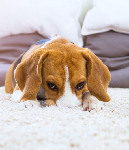 Chien sur un tapis
