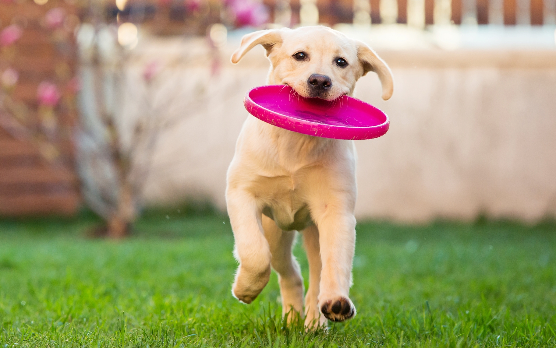 Cane con frisbee