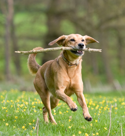 Cane in un prato con bastone