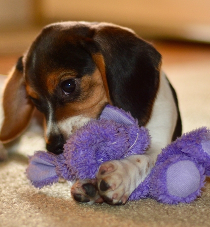 Donna con peluche