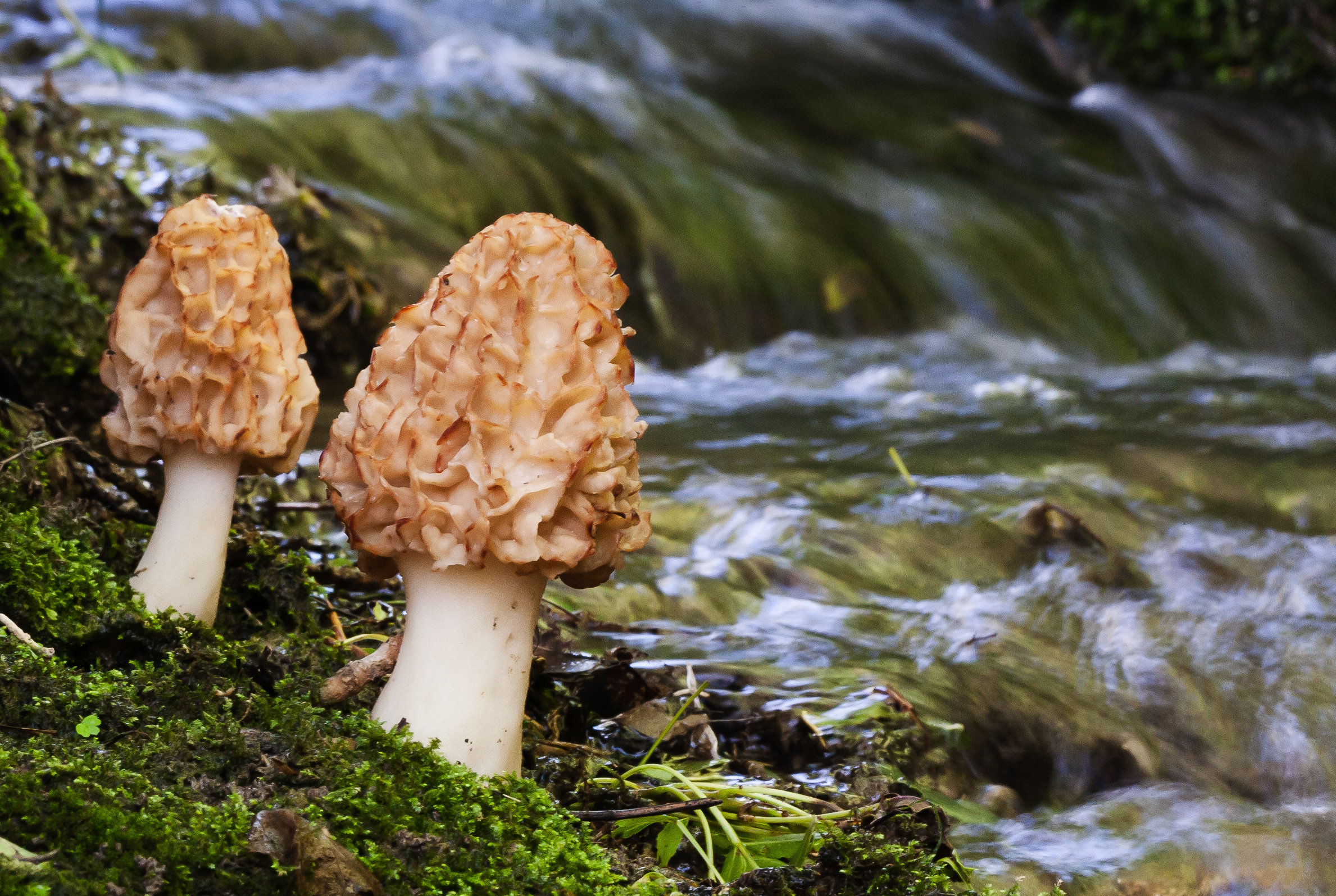 Champignons