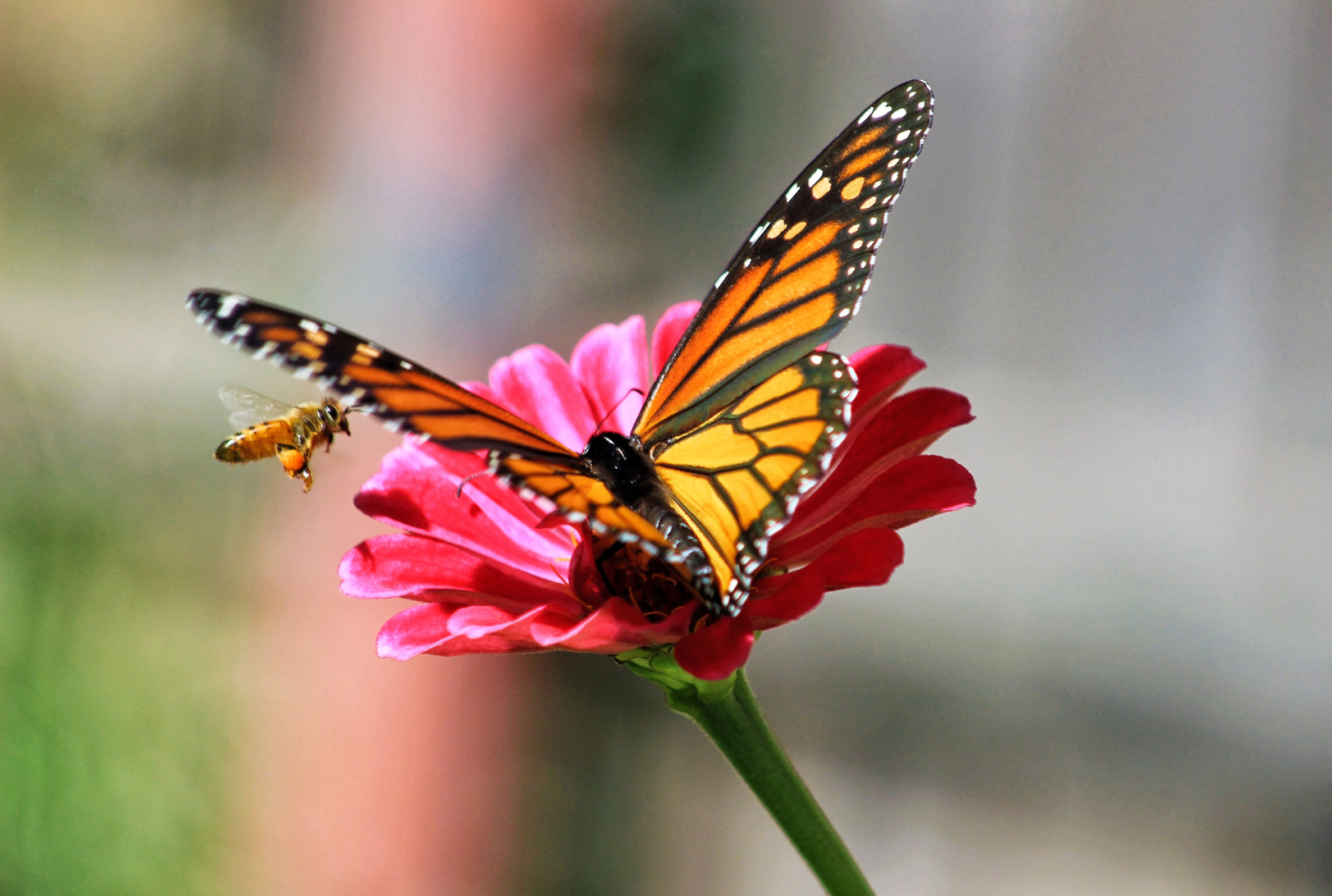 Papillon sur une fleur