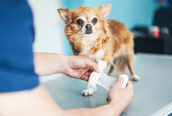 Herrchen wickelt Verband um das verletzte Bein eines Chihuahuas