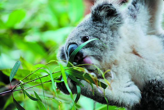 Le projet Koala Re-Wilding